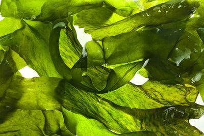 The Skin Loving Benefits of Seaweed