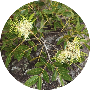 Copaiba Balsam Shot for Make Your Own Mask