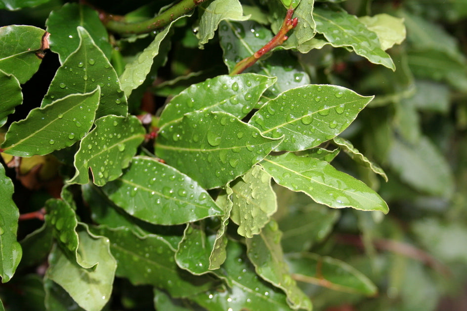 Bay Laurel Essential Oil, 100 Pure, Natural & Undiluted