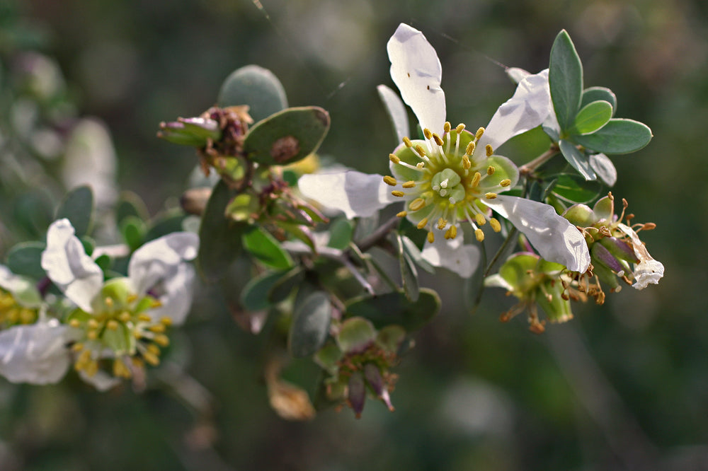 Jojoba Gold Oil (Organic, Cold Pressed)