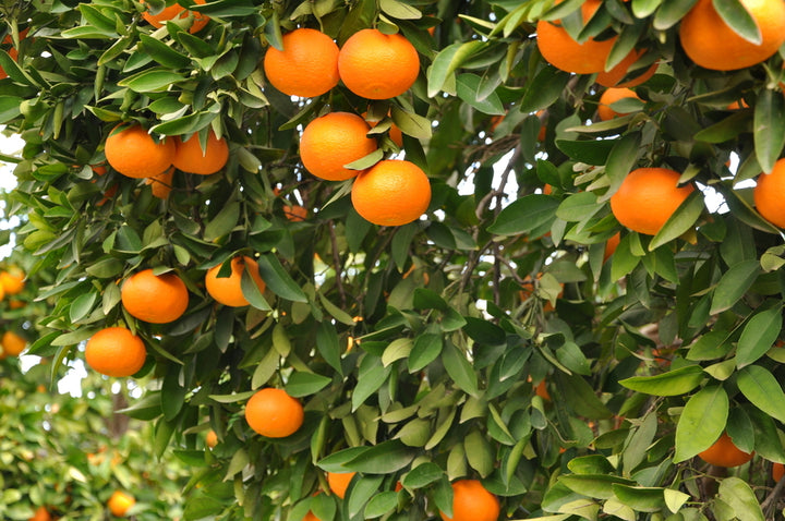 Mandarin Essential Oil