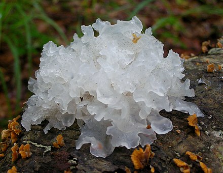 Snow Mushroom in the wild