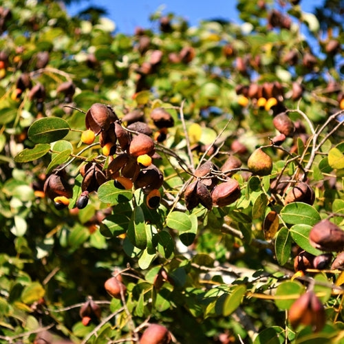 Image of Copaiba Balsam Tree 