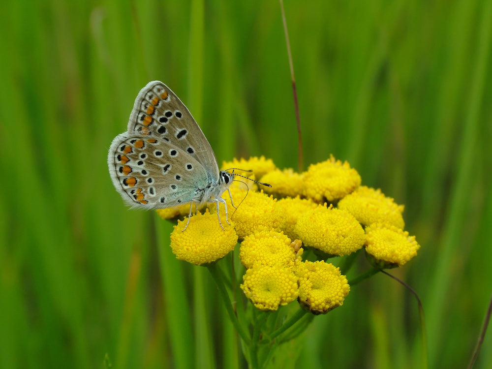 Blue Tansy Yellow bunch of flower with blue spotted butterfly, and green grass background. 