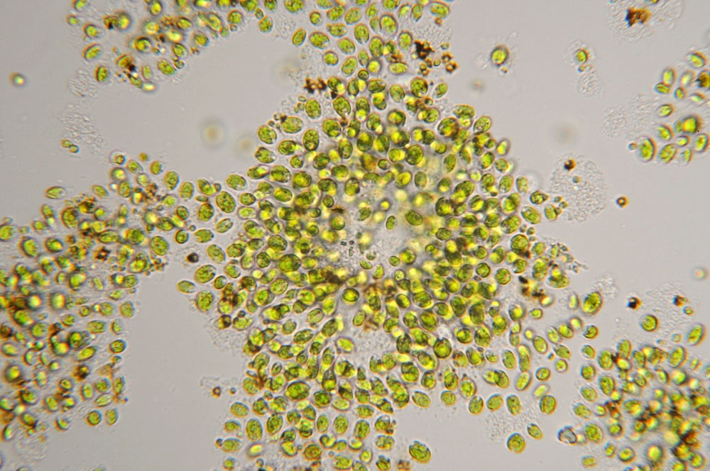 Chlorella Algae