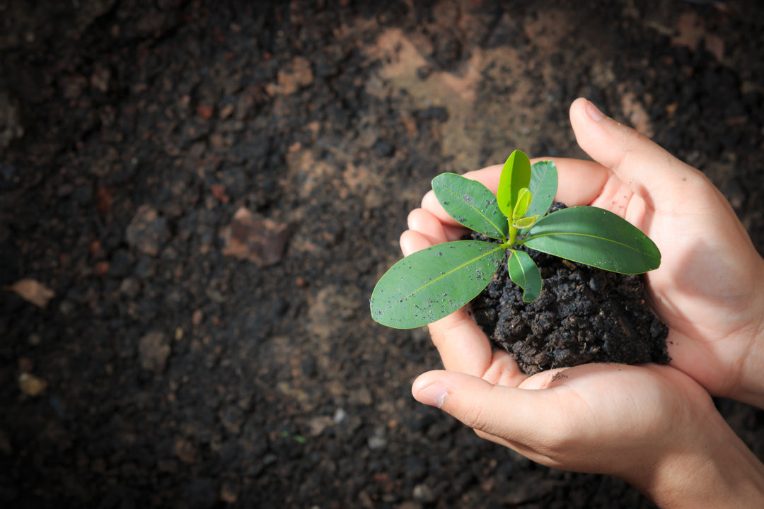 Woman holding sapling in her hands above dirt