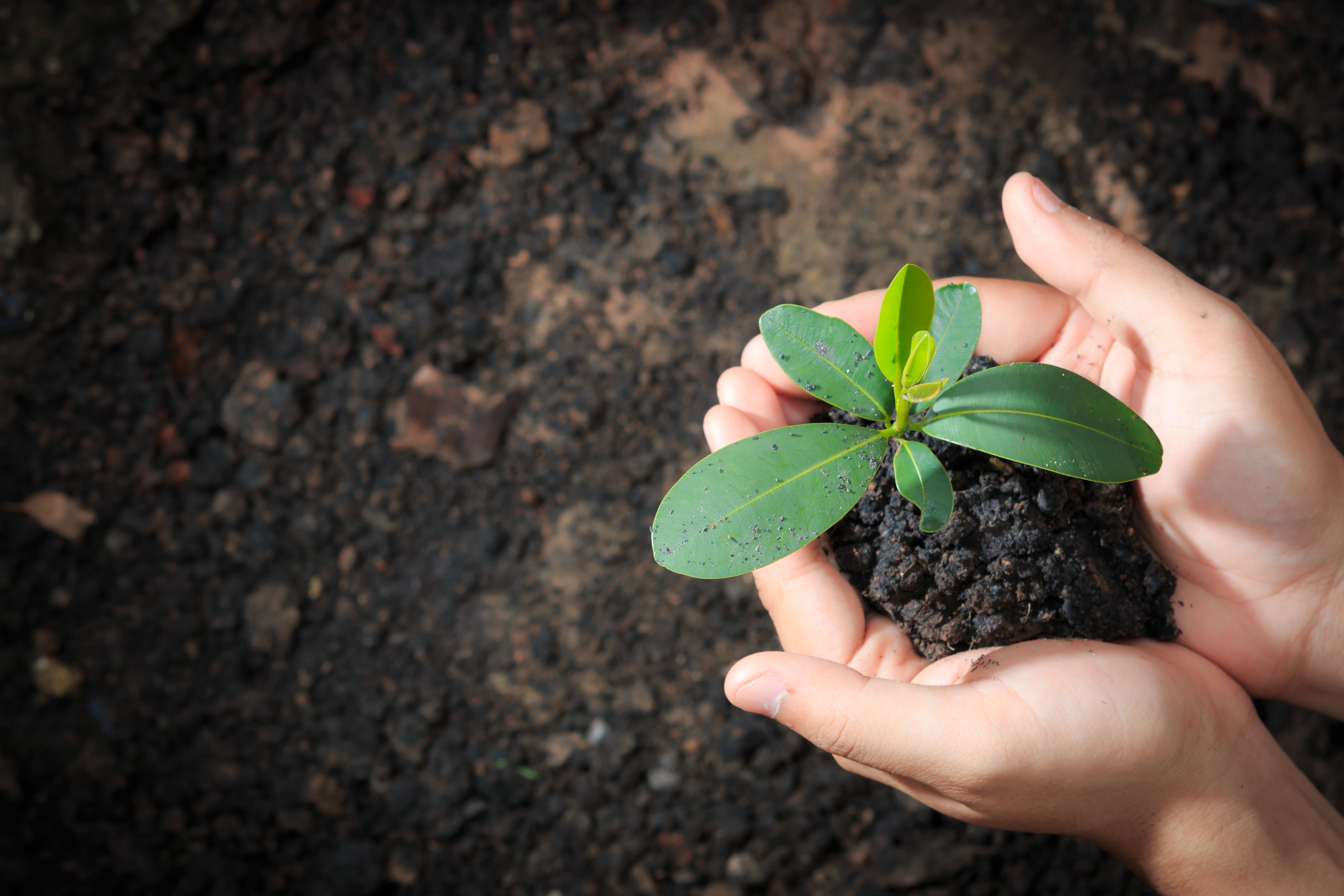 Woman holding sapling in her hands above dirt