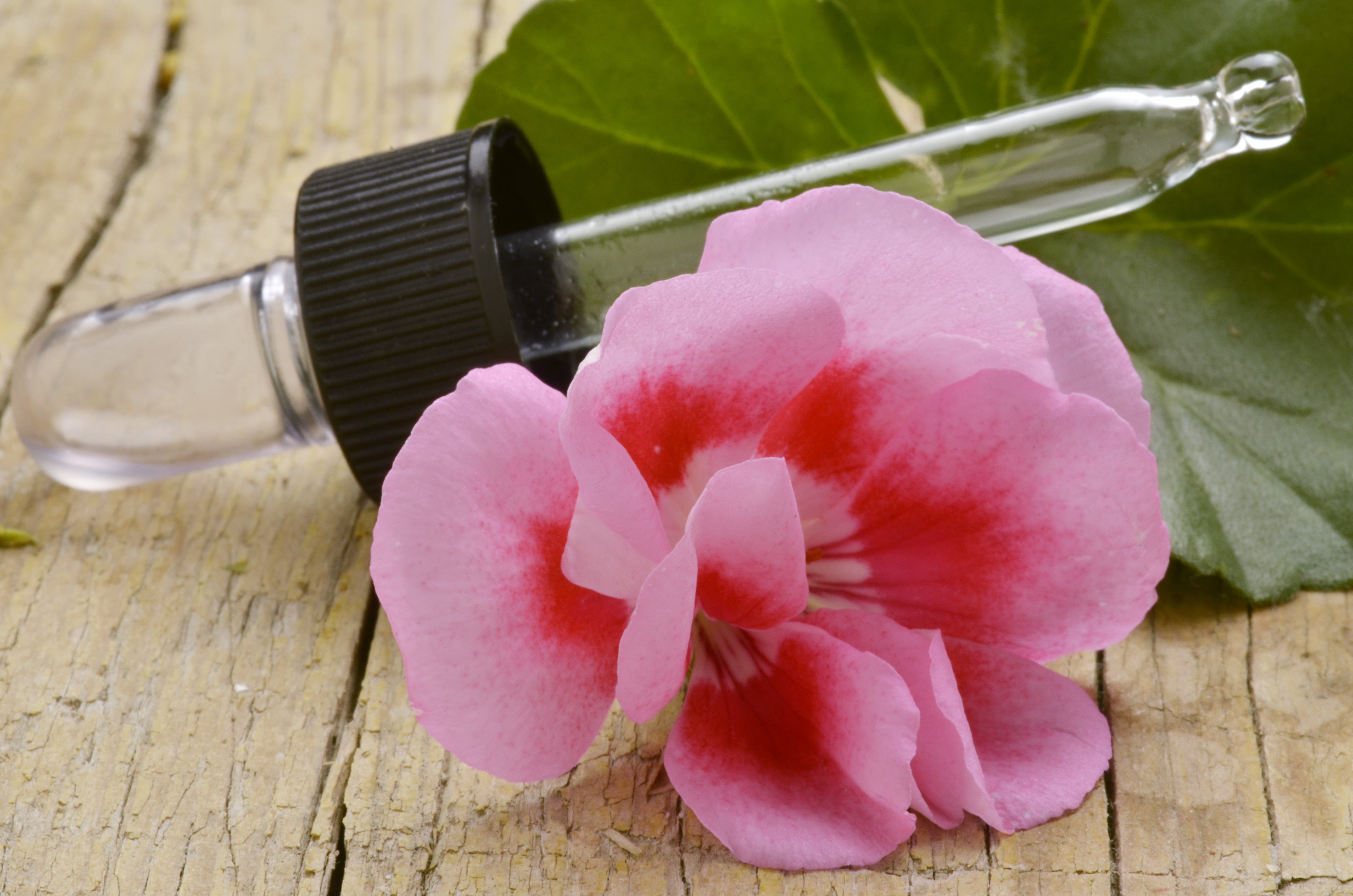 Step Into Spring With Geranium Essential Oil