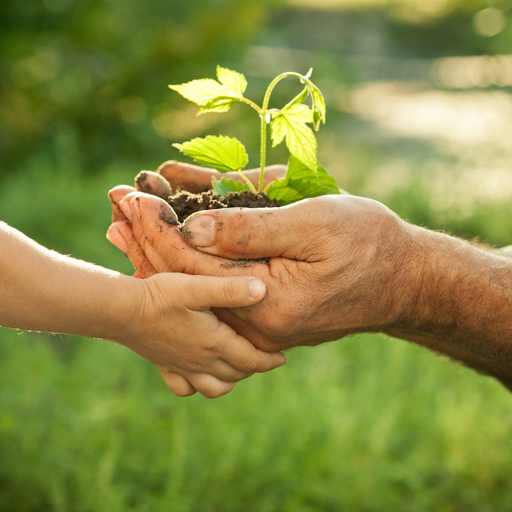 Father and child hand in hand with sapling in hands in grassy backyard