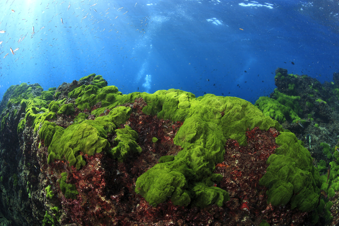 Reef Awareness Day