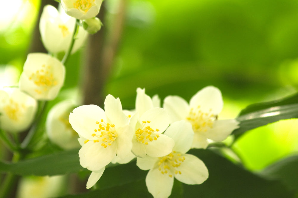 Essential Oil Spotlight: Jasmine Absolute