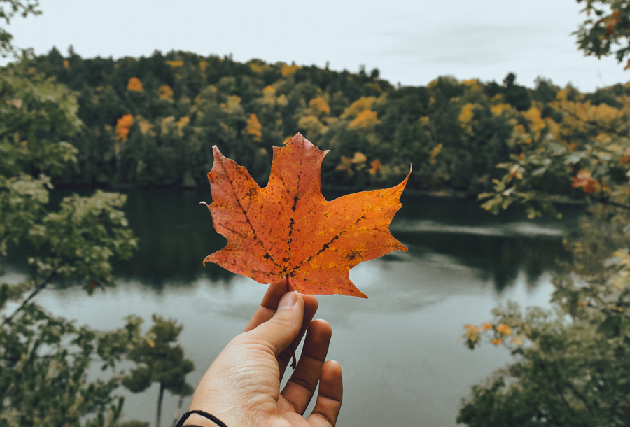 Make Your Own Essential Oil Blends for Fall