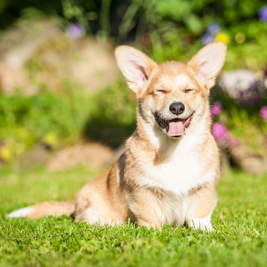 Safe Essential Oils to Care for Your Pets