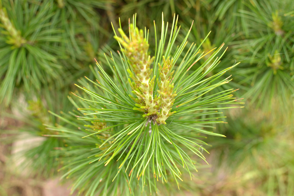 Essential Oil Spotlight: Cedarwood