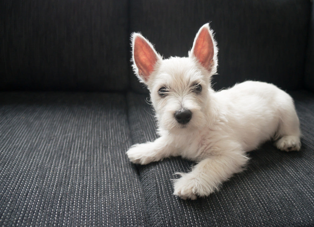 7 Natural Remedies to Make Your Canine Happy on National Dog Day