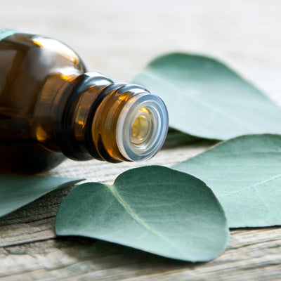 Why You Should Be Adding Eucalyptus Essential Oil to Your Fall Wellness Routine
