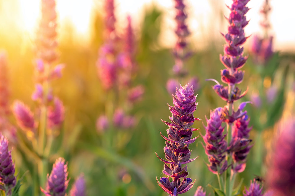 Purple flowers in a garden with sunset in the background