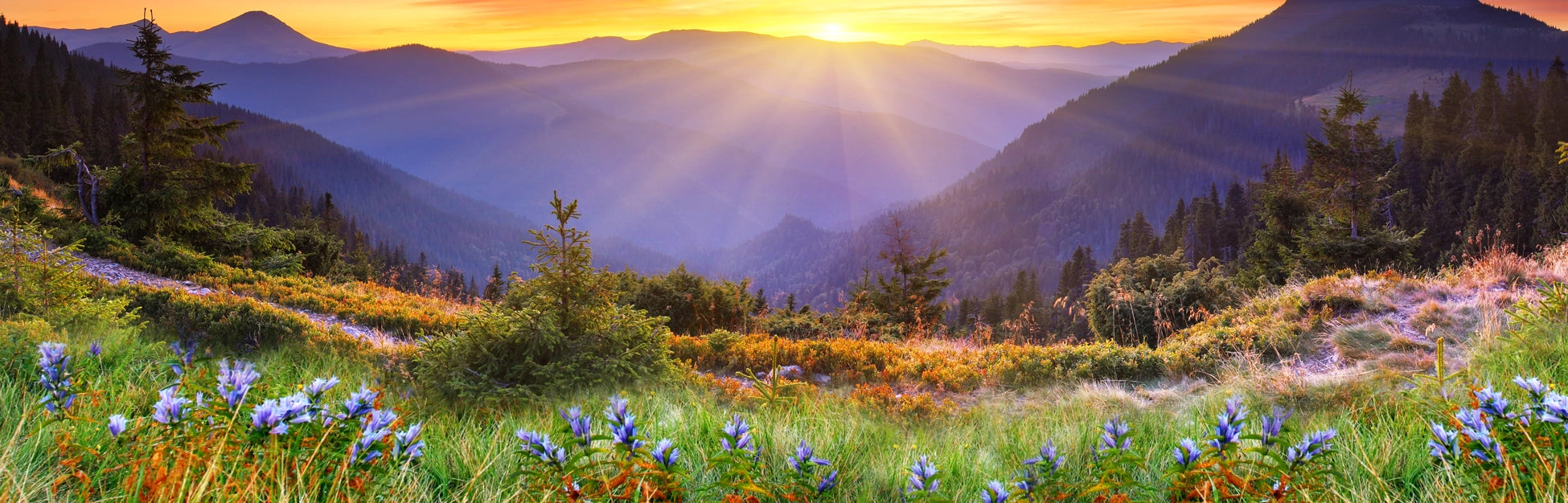 Environmental Initiatives: Our Commitment to Sustainability