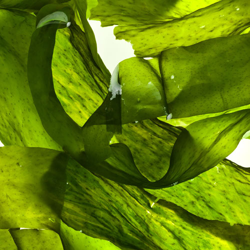 Our Deozein Natural Deodorant contain Laminaria Extract (seaweed kelp)
