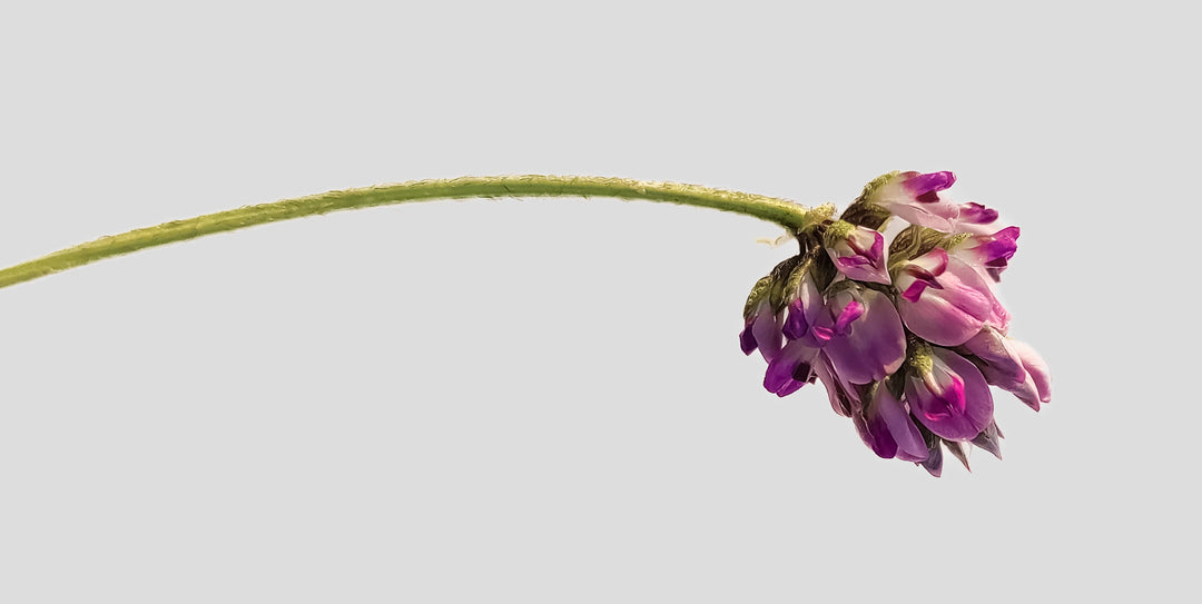Bakuchiol from Babchi Plant
