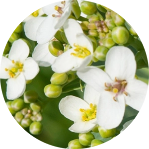 Abyssinian Shot for Facial Serum Cocktail 1 oz