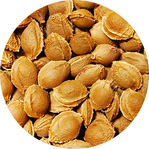 Apricot Kernel Shot for Facial Serum Cocktail 4 oz