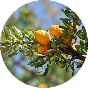 Argan Oil Shot for Custom Beard Oil