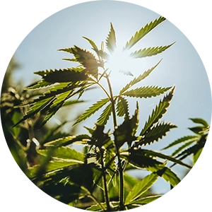 Hemp Seed Shot for Facial Serum Cocktail 4 oz