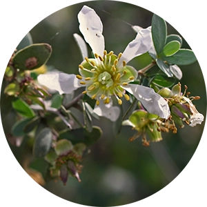 Jojoba Gold Shot for Facial Serum Cocktail 4 oz