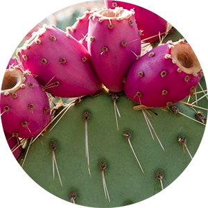 Prickly Pear Shot for Facial Serum Cocktail 4 oz