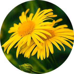 Arnica Shot for Body Cocktail