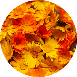 Calendula Shot for Body Cocktail