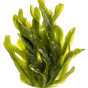 Algae Elixir Shot for Custom Beard Oil