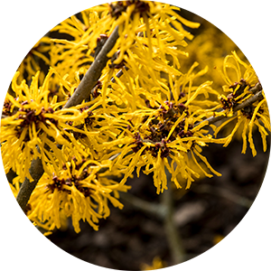 Witch Hazel Shot for Body Cocktail