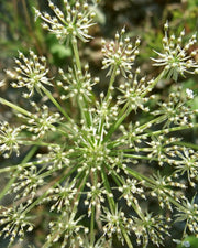 Carrot Seed Essential Oil (Organic)