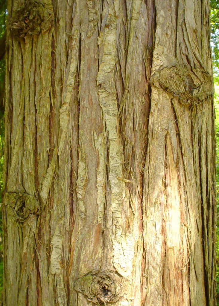 Cedarwood Himalyan