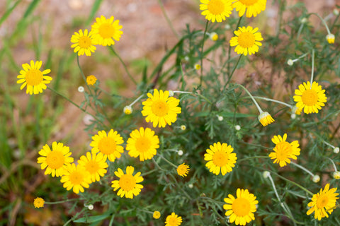 Chamomile Roman Essential Oil