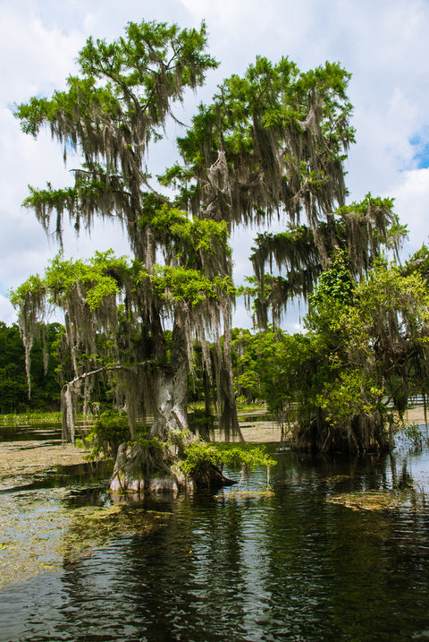 Cypress Essential Oil