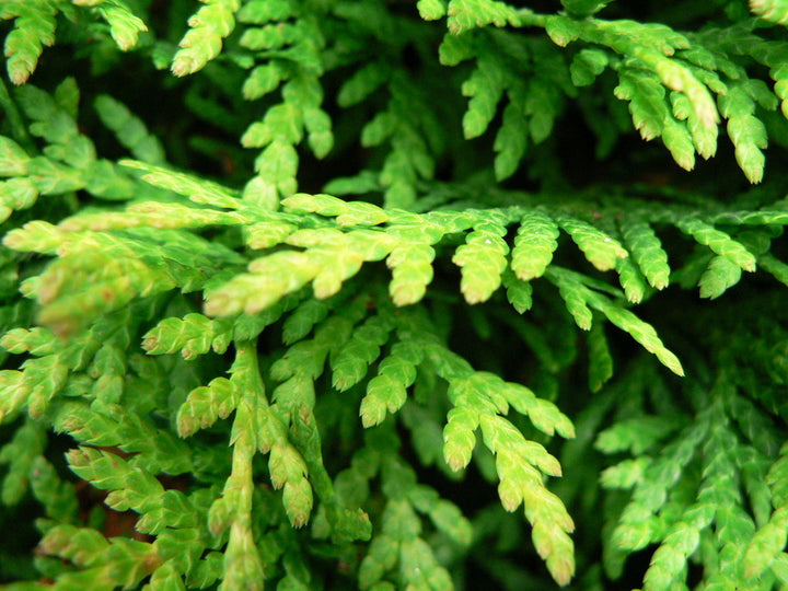 Juniper Needle Essential Oil