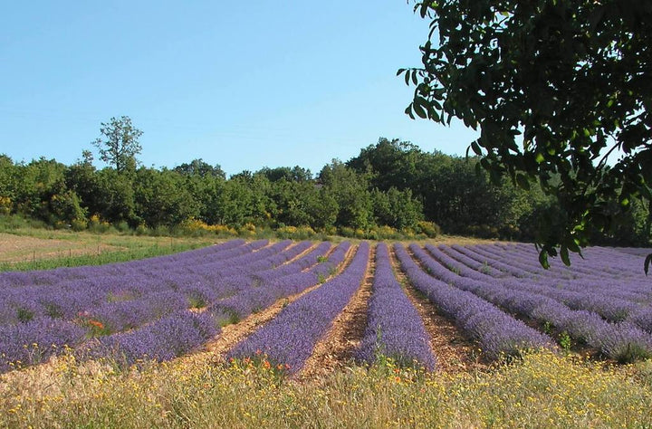 Lavender Spike Essential Oil