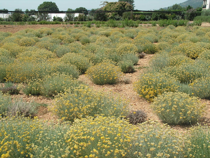 Immortelle Essential Oil