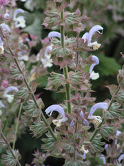 Clary Sage