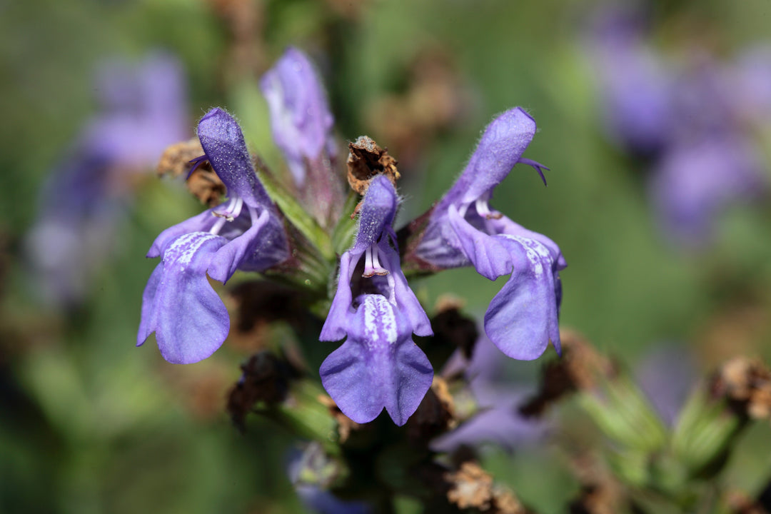 Marjoram Spanish Essential Oil