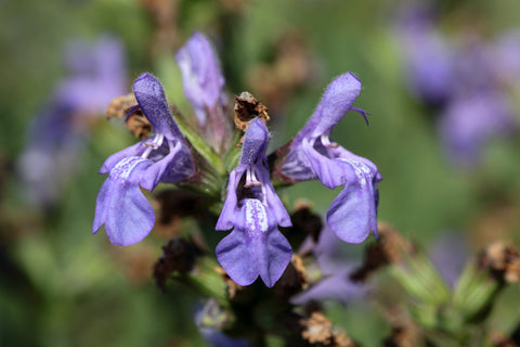 Marjoram Spanish Essential Oil