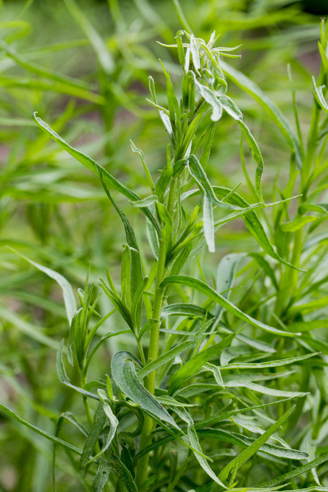 Tarragon Essential Oil