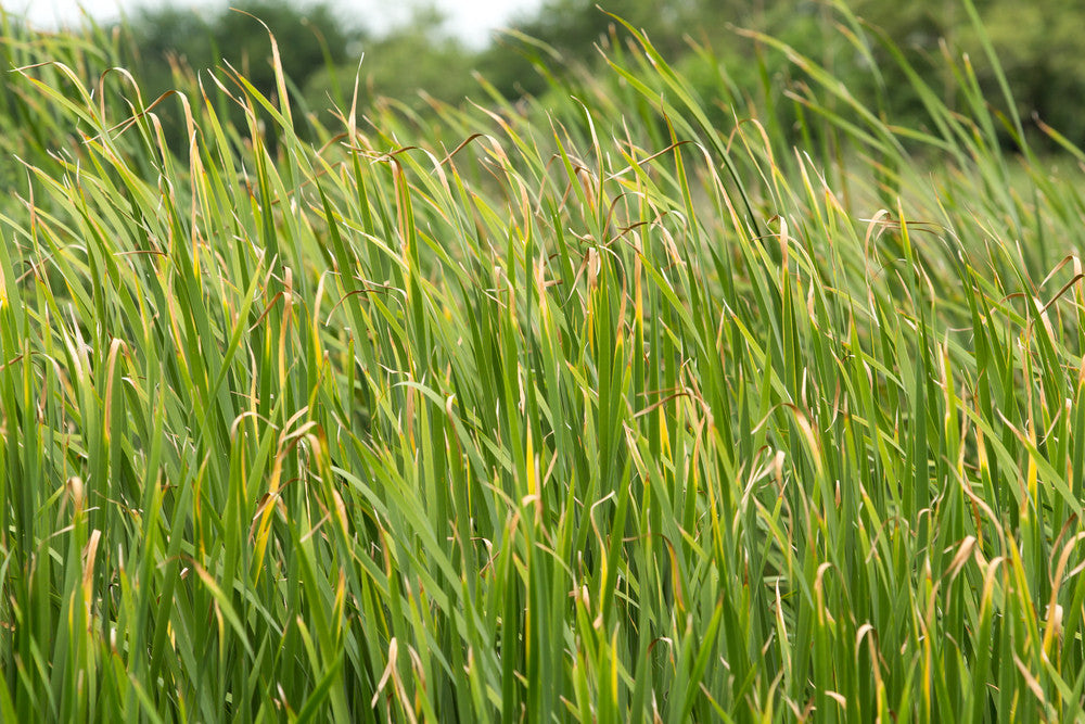 Vetiver 