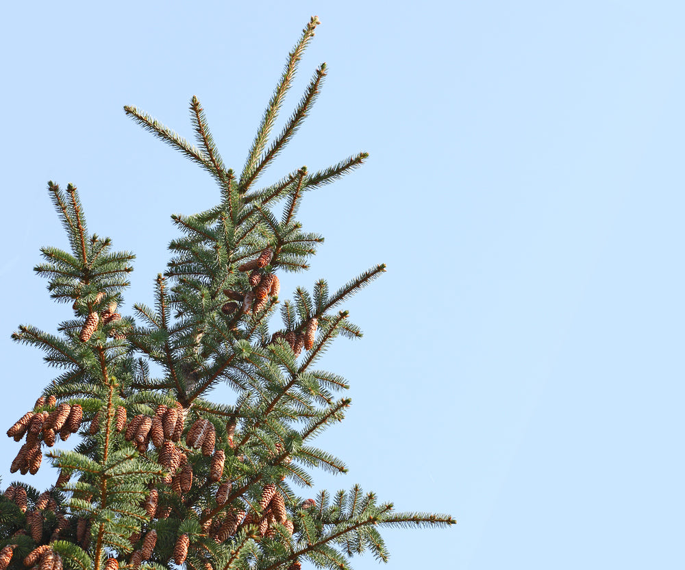 Balsam Peru Essential Oil