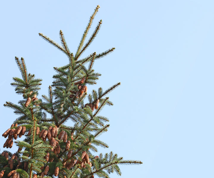 Balsam Peru Essential Oil