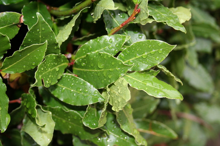Bay Laurel Essential Oil