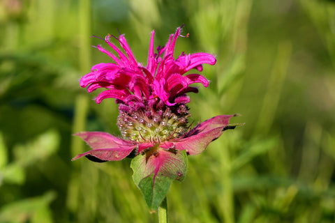 Bergamot Essential Oil